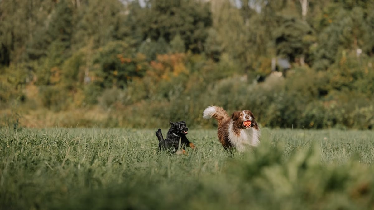 Two dogs in a sunlit field joyfully playing fetch, surrounded by lush greenery.